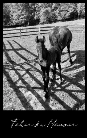 fakir du manoir poulain frison plein papier à vendre en Normandie