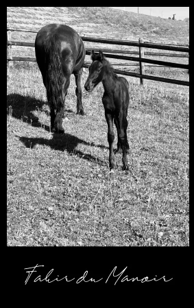poulain Frison à vendre doux et proche de l'homme Fakir du Manoir