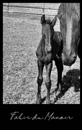 poulain Frison à vendre bien éduqué habitué au  licol, donne les pieds Fakir du Manoir