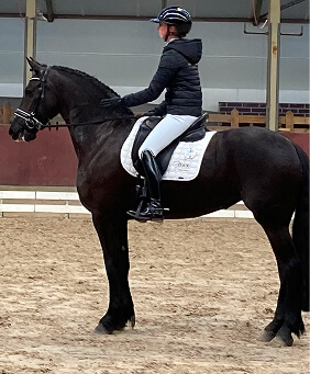 le cheval frison est bien adapté pour le dressage